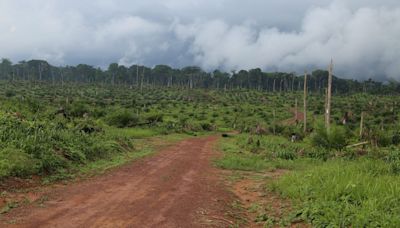 Earth’s ‘second lung’ is under threat. Losing the Congo Basin forests would set the fight against climate change back 20 years