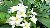 How to Grow a Plumeria Tree for a Touch of the Tropics