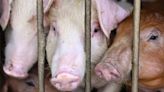 African Swine Fever outbreak reported in Kerala: Know symptoms, precautions and modes of transmission