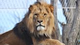 In a first, zoo lion transmits COVID-19 to its keepers