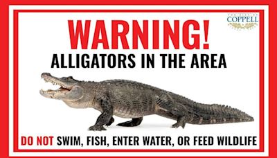 Warning issued after an alligator is spotted in this Dallas-Fort Worth suburb