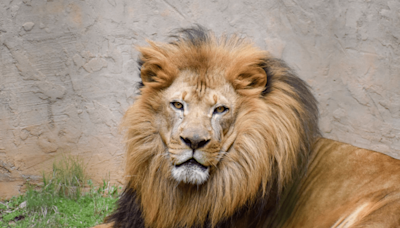 Lion dies at Greenville Zoo, second in three months