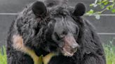 'Beloved' black bear rescued from Ukraine zoo dies in Scottish zoo