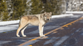 Wyoming lawmakers slow walk wolf policy reform