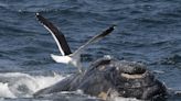 Birds in the Atlantic are pecking baby whales to death, eating blubber from their backs as they surface for air