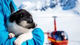 Lost Dog Stranded on Sea Ice in Alaska