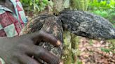 Cocoa farming in Liberia risks undermining EU deforestation law