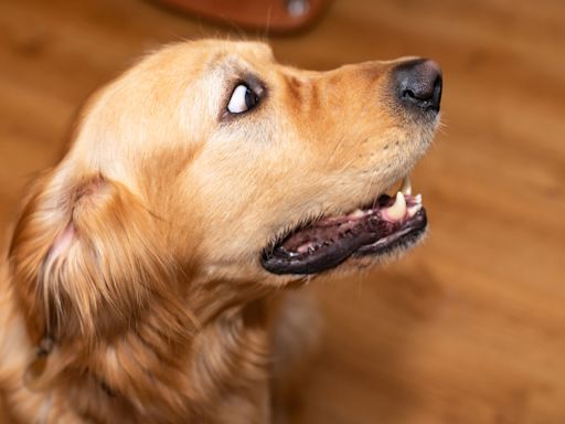 Golden Retriever’s Adorable Fear Over ‘Scary’ Baby Gate Is Cracking People Up