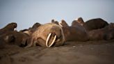 Bird flu claims first Norwegian walrus