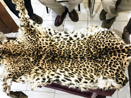 Two from Chhattisgarh caught for trying to sell Leopard skin | Hyderabad News - Times of India