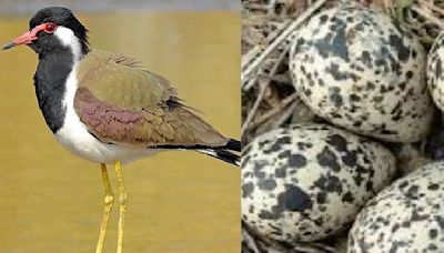 India Sizzles, Rajasthan Locals Seek Hope In Titahari Bird Eggs For Good Rainfall
