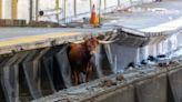 Loose bull at Newark Penn Station causes train delays in NJ, NY