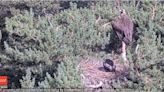 Vuelve la vida en directo desde un nido de buitre negro en el Parque Nacional de la Sierra de Guadarrama