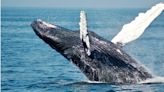 鯨魚和海豚能吸收大量二氧化碳 有望幫助拯救地球卻因氣候變遷面臨絕種危機