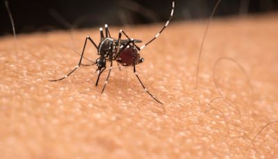 Dengue Is Rising in the U.S. Here's How to Protect Yourself