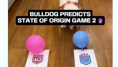 Bulldog predicts which team will win State of Origin game three