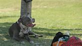 Will pit bull ban in Miami-Dade end after 3 decades? There’s an effort to change law