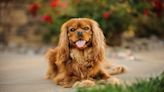 Everything a Cavalier King Charles Spaniel Dog Owner Needs