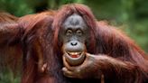 Great apes tease each other just like humans do, says new study