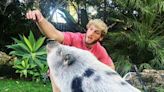 The Rescue Of Logan Paul's Old Pig Has The Internet Aghast [Update]