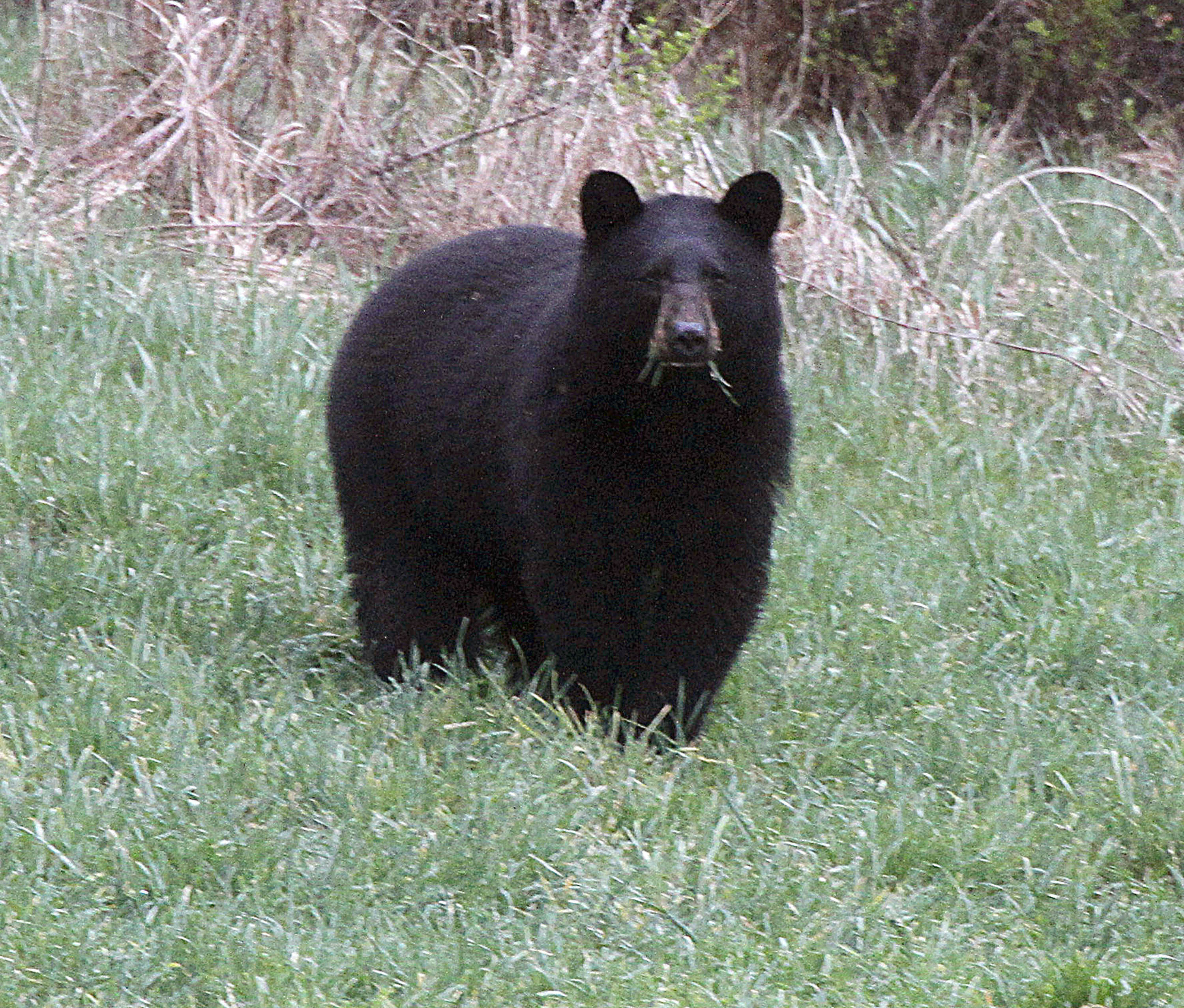 Teen boy attacked by black bear while in cabin in eastern Arizona