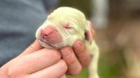 Meet the puppy born with lime green fur named Shamrock