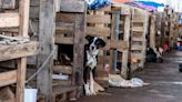 Rio Grande do Sul lança plano de ajuda a animais | Brasil | O Dia
