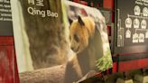 China to send two young giant pandas to Washington later this year