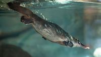 San Diego Zoo joins international project to help survival of the platypus