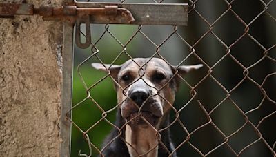 Bali cracks down on dog meat after investigation shows tourists being duped into eating skewers