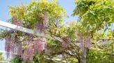 How To Grow And Care For Wisteria