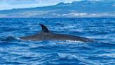 Swiss-Italian cruise ship sails into Brooklyn with a 44-foot dead whale across its bow