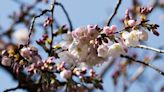 Sightseers tour DC’s Tidal Basin as cherry blossoms reach stage 5