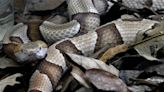 Do snake repellents work? Can a dead snake bite you? Fact-checking 15 NC snake beliefs