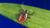 Tick season has arrived. Protect yourself with these tips