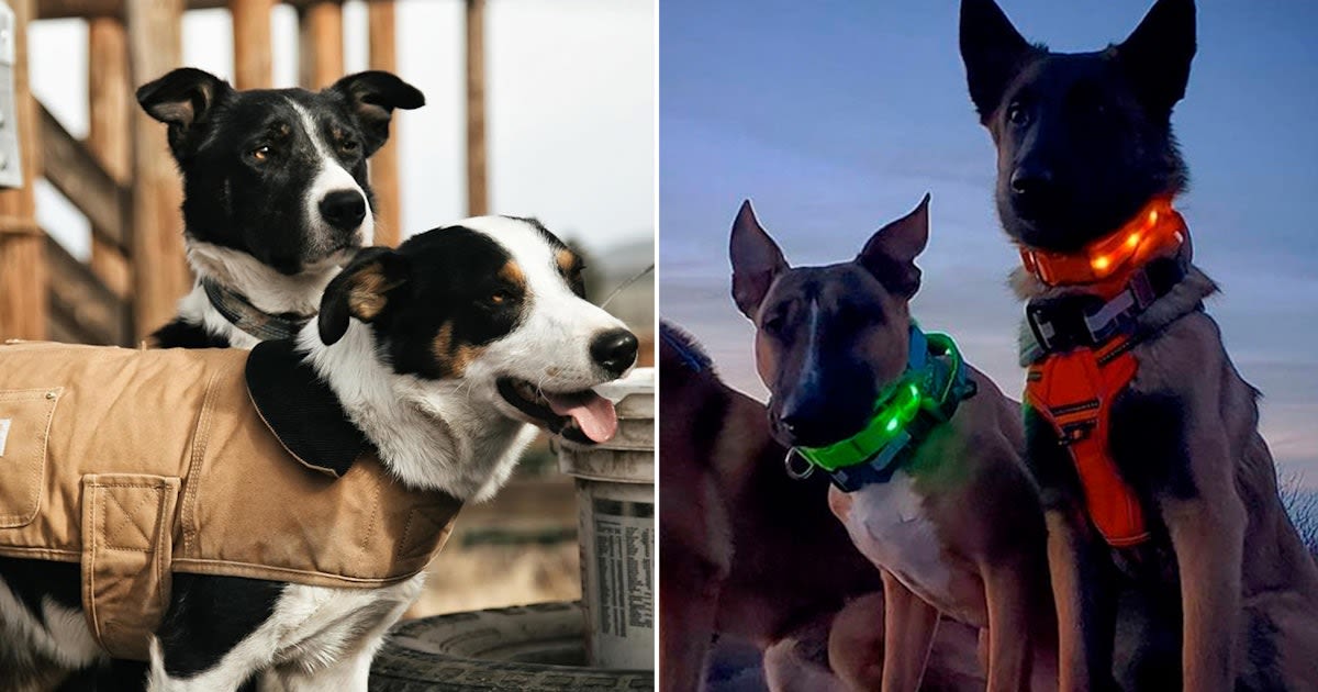 Your dog's life could be so much better with any of these genius things