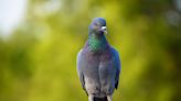 Video of Savvy Pigeon Hitching Ride on an Airplane Wing Is Going Viral