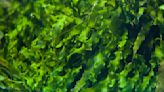 Green helping green: Seaweed mining just might unearth a new mineral supply