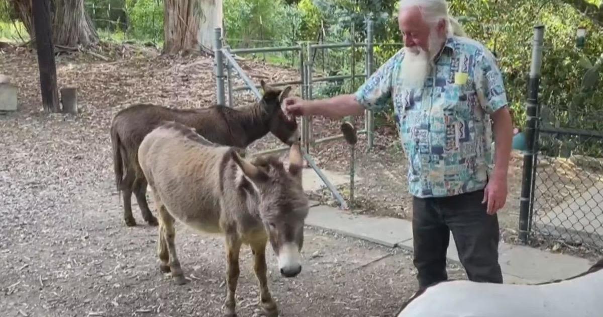 Palo Alto community steps in to help Perry, inspiration for donkey in 'Shrek'