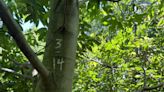 A Stroll Through the Garden: Efforts underway to restore the American chestnut tree