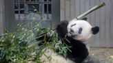 Much-loved giant panda forced to leave Tokyo zoo where it was born as China recalls debt