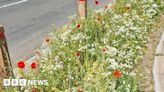 Rain gardens introduced in Grimsby to reduce flooding