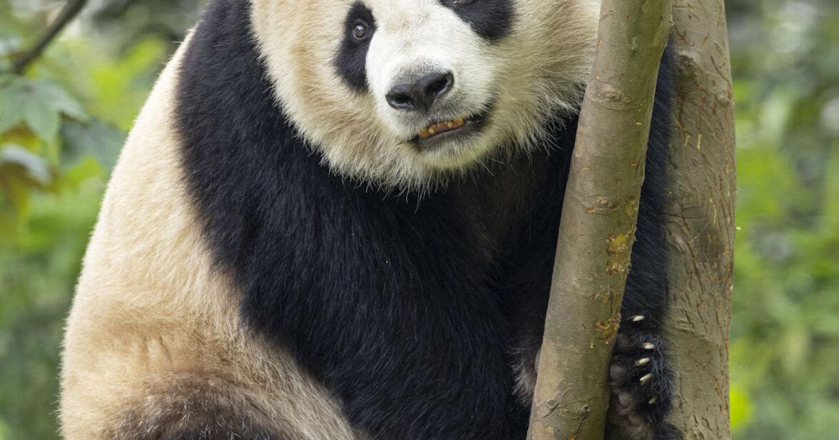 Pair of giant pandas set to travel from China to San Diego Zoo under conservation partnership