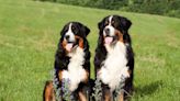 Moment Bernese Mountain Dog Discovers Other Pups on TV Is Priceless