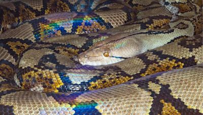 Impresionante hallazgo: descubren los restos de una serpiente que podría haber sido más larga que un autobús escolar