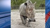 Rolling Hills Zoo welcomes new southern white rhino