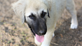 Great Pyrenees Mix Puppy Gets Special Farm Tour So He Can Help with 'Barn Chores'