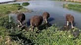 2鴕鳥台中烏日逛大街 民眾猜測來自＂彰化貓羅溪＂