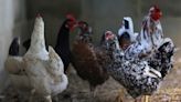 Brasil dice Malasia autoriza exportación de otras cuatro plantas avícolas para productos halal