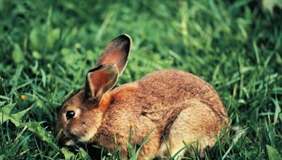 How Furry Pet Rabbits Can Become Invasive Feral Pests